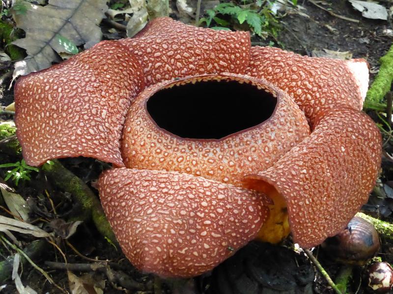 Rafflesia.- Borneo
