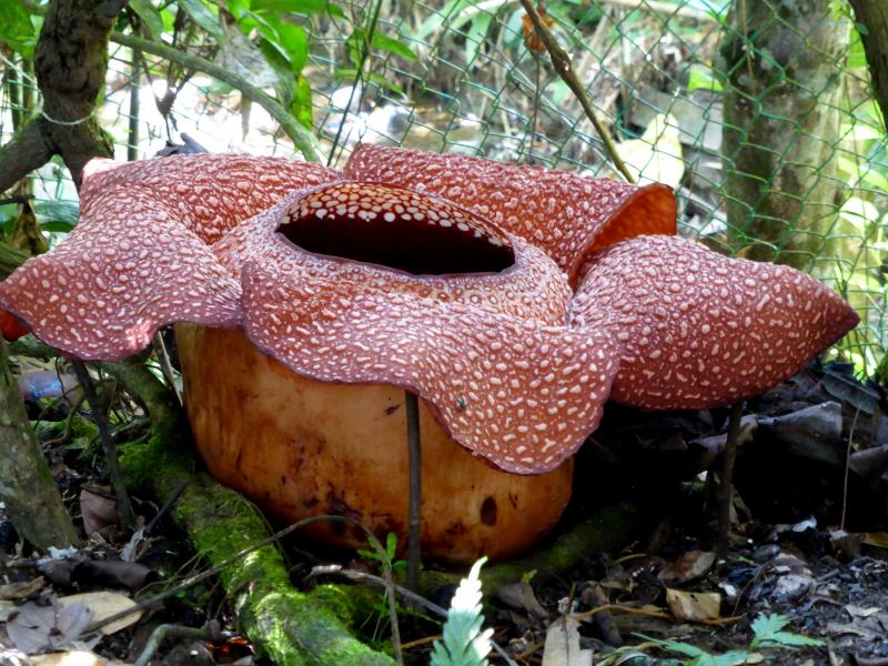 Rafflesia.- Borneo