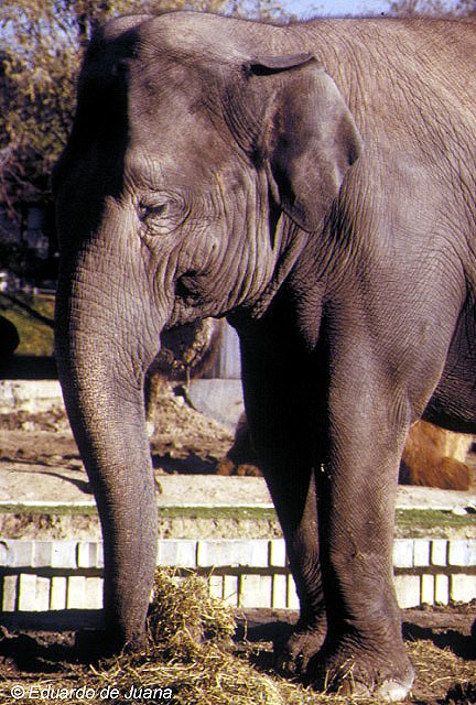 Elefante indio