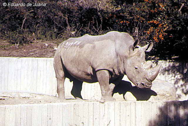 Rinoceronte Blanco
