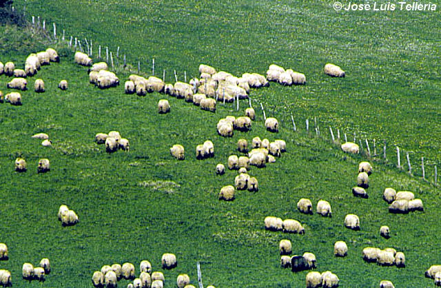 Rebaño de ovejas lachas