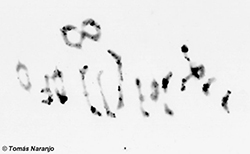 Metafase I de un híbrido trigo mutante ph1b x Aegilops longissima (ABDSl, 28 cromosomas)