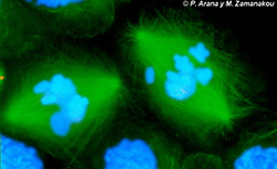 Dos metafases I. Inmunofluorescencia
