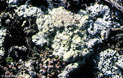 Acarospora placodiiformis