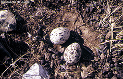 Alcaraván (huevos)