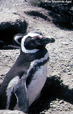 Pingüino patagónico