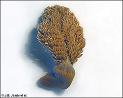 Pluma de mar espinosa