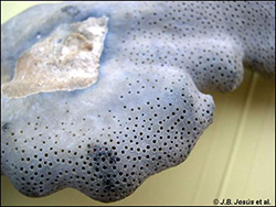 Detalle del esqueleto de coral azul