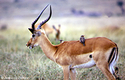 Impala macho y espulgabueyes