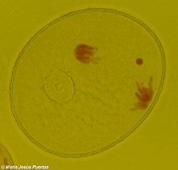 Mitosis de polen de centeno con cromosomas B