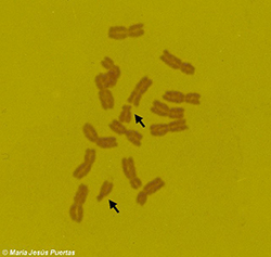 Mitosis de centeno con cromosomas B