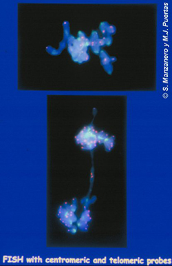 Centrómeros y telómeros en meiosis de centeno