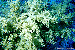 Coral brócoli