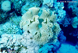 Coral piel