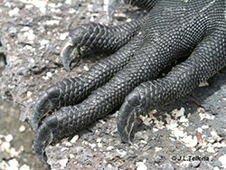 Iguana marina