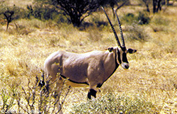Oryx beisa (macho)