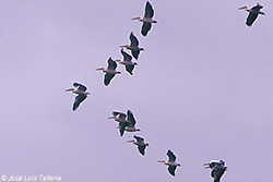 Pelícanos comunes (vuelo)