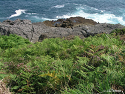 Vegetación costera