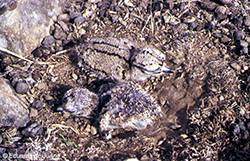 Alcaraván (pollos)