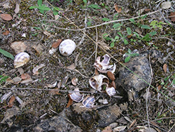 Conchas de caracoles