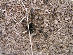 Hormigas cosechadoras