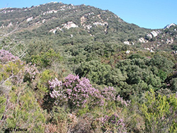 Parque Natural de los Alcornocales