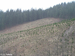 Plantación de pinos