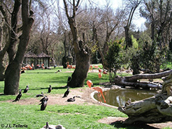 Aves coloniales