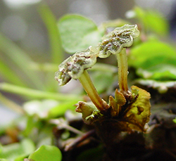 Anteridióforos (Marchantia polymorpha)