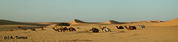 Sahara (15)