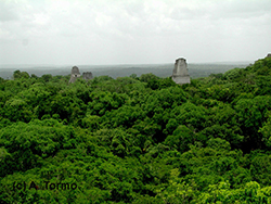 Tikal (03)
