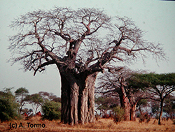Baobab (01)