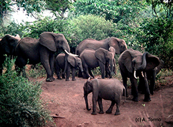 Elefante Africano 02