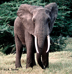 Elefante Africano 05