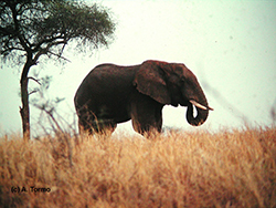 Elefante Africano 06