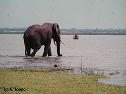 Elefante Africano 09