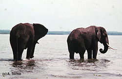 Elefante Africano 11