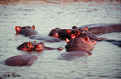 Hipopótamo 03
