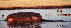 Hipopótamo 07