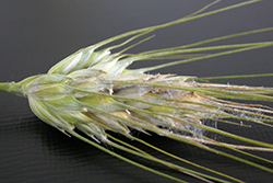 Espiga de trigo infectada por Fusarium