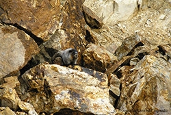 Marmota cana