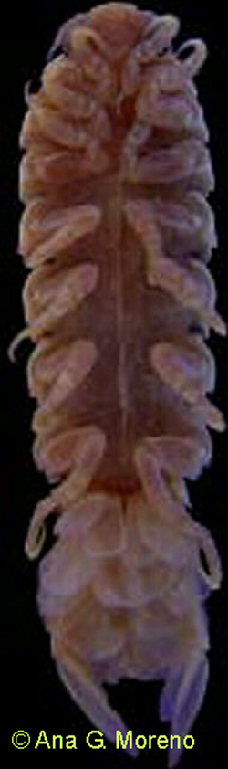 Isópodo marino parásito.