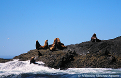 Leones marinos de Steller