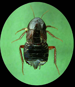 Cucaracha (hembra).