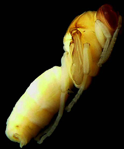 Larva de avispa.