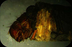 Larva de tricóptero.