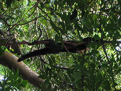 Mono cariblanco