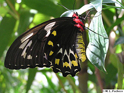 Mariposa Ornitóptera Alas de Pájaro