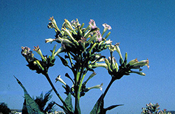 Tabaco mayor (flor)