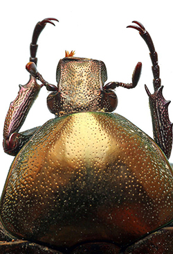 Potosia cuprea (Coleoptera Cetoninae)